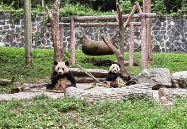 卧龙熊猫基地最新动态，保护与研究的前沿进展